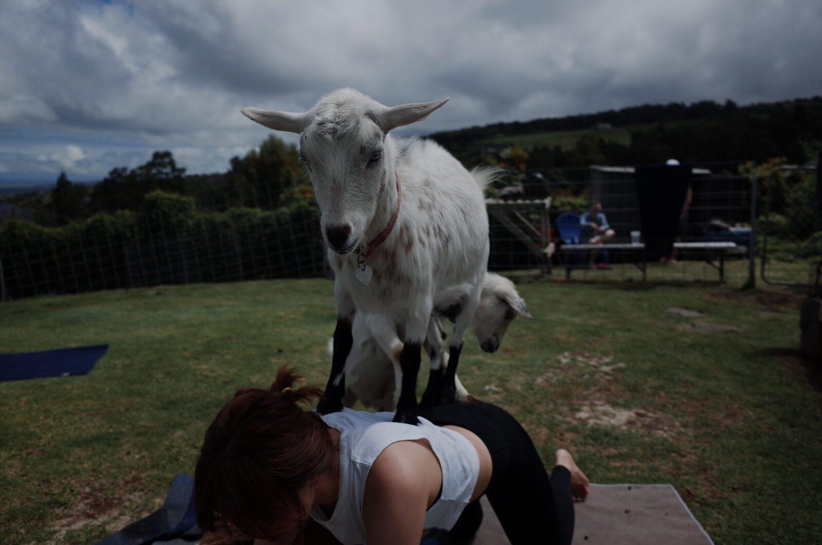 why goat yoga is bad